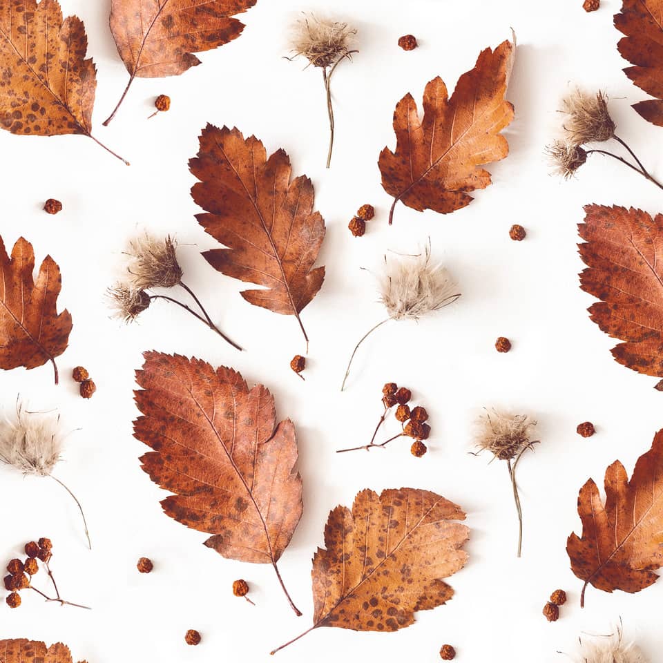 Motivserviette Soft Autumn, 33 x 33 cm, 3-lagig, 20 Stück
