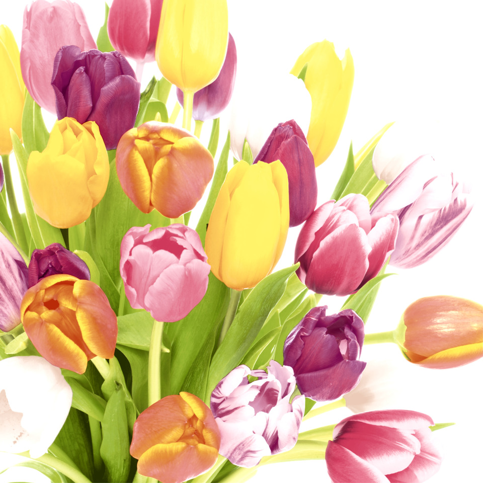 Motivserviette, Tulpen - Wunderschöne Tulpen, 33 x 33 cm, 3-lagig, 20 Stück