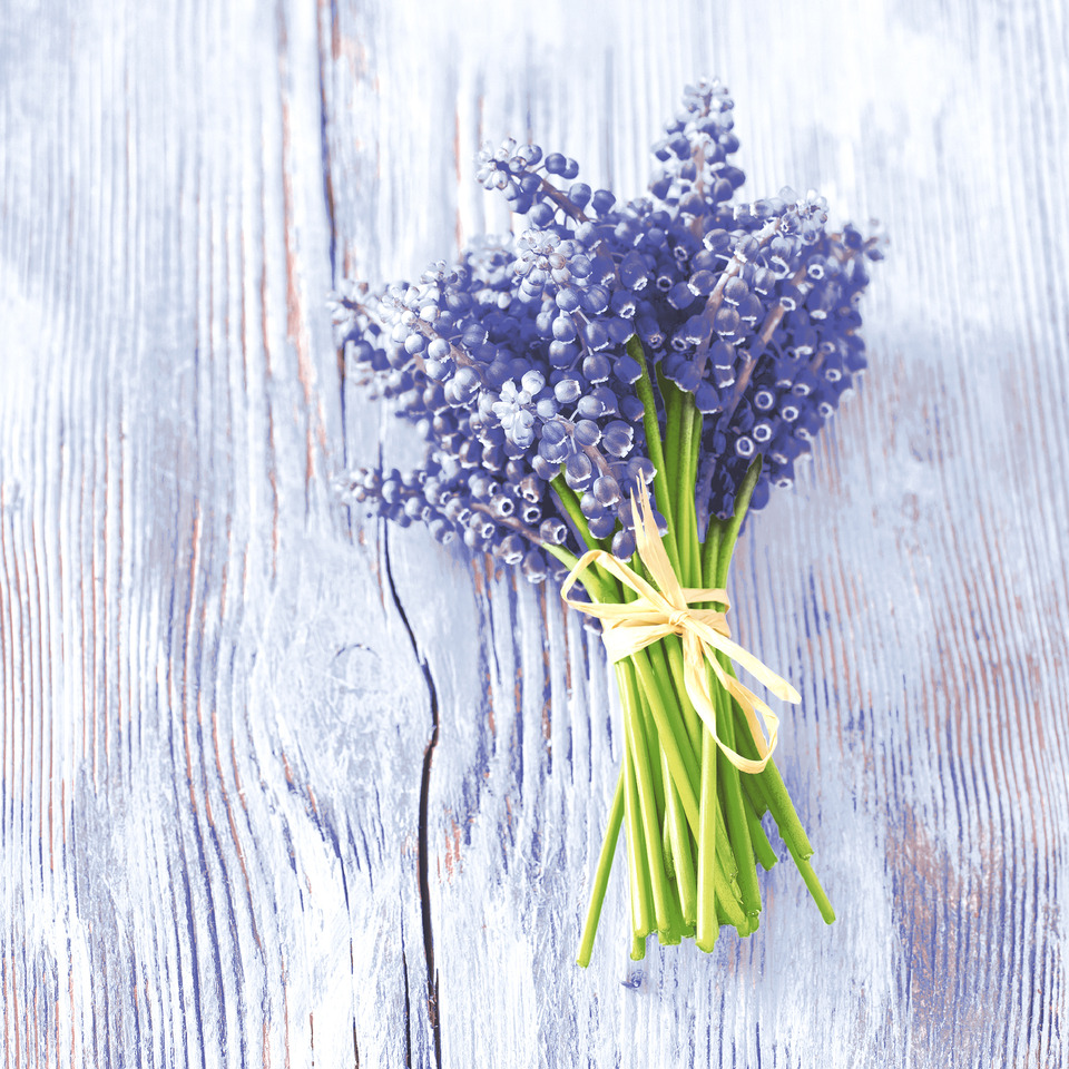 Motivserviette, Muscari-Bündel, 33 x 33 cm, 3-lagig, 20 Stück