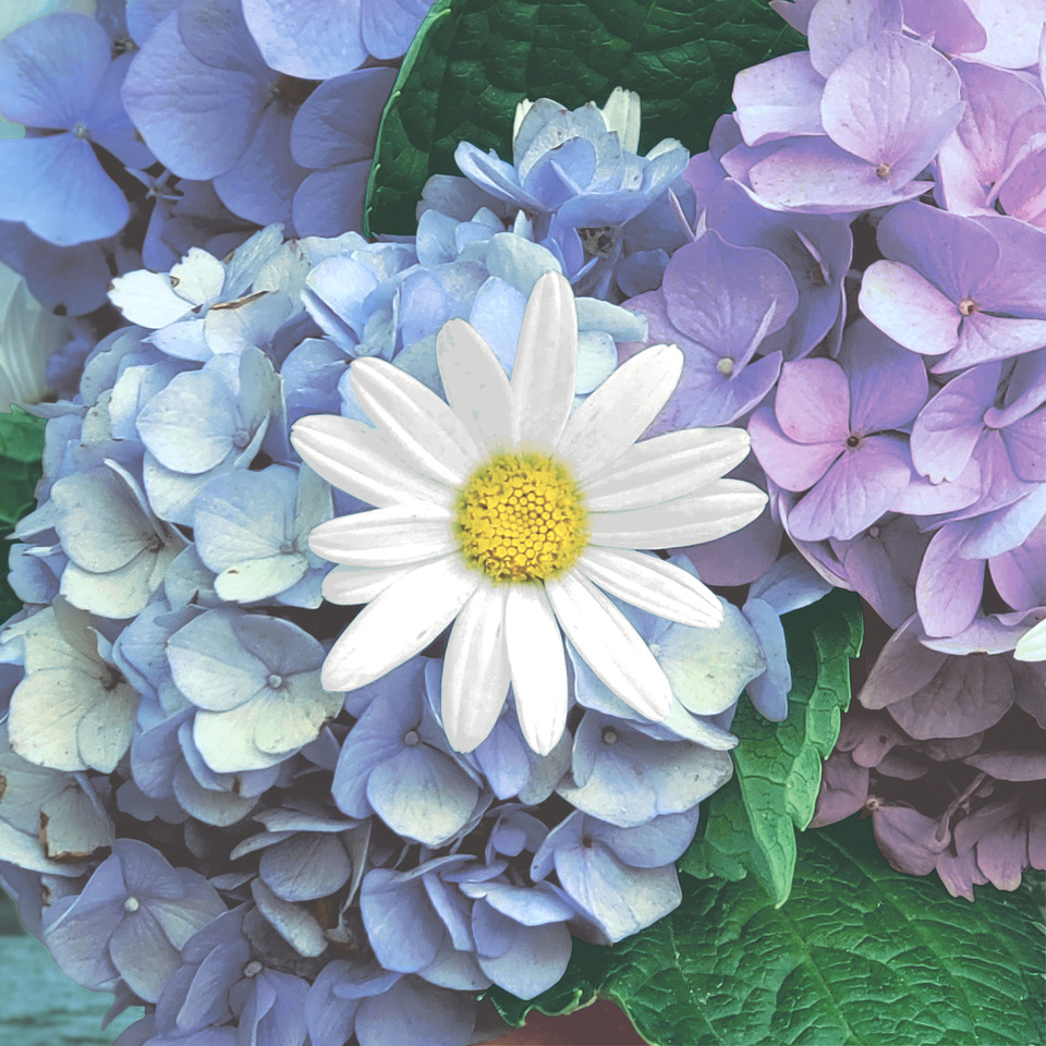 Motivserviette, Hortensien mit Blume, 33 x 33 cm, 3-lagig, 20 Stück